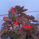 Kalanchoe
