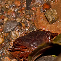 River crab