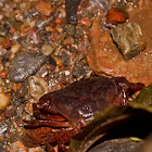 River crab