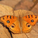 Peacock Pansy