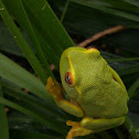 Dainty Tree Frog
