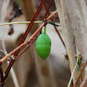 Lobed Acti-nostemma