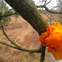 Gele trilzwam (Tremella mesenterica)