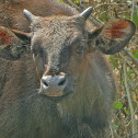 Gaur