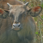 Gaur
