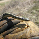 Common Garter Snake