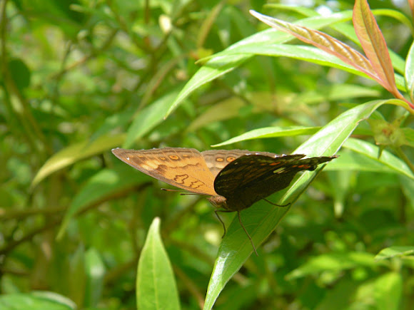 Spotting Image 1