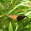 brown pansy, brown soldier