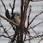 Black-capped Chickadee
