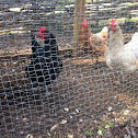 Chicken 