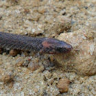 Rough sided snake