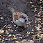 House Sparrow