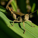 grasshopper