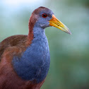 Giant Wood Rail