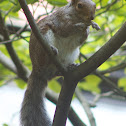 Eastern Gray Squirrel