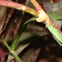 Grasshopper