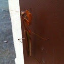 Chinese Praying Mantis