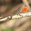 Brown Anole