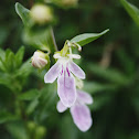 Oreganillo