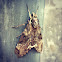 Privet Hawk Moth
