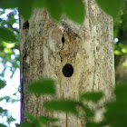Woodpeckers´nest