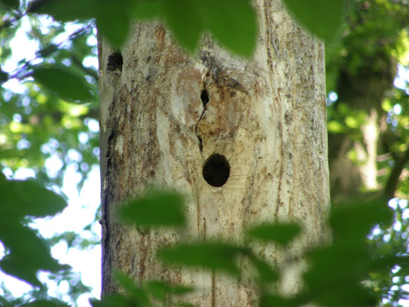 Spotting Image 1