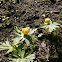 Winter Aconite