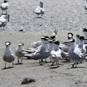 Sandwich Tern