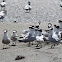 Sandwich Tern