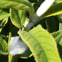 Spittle Bug