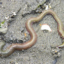 Pile Worm
