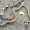 Pile Worm