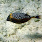 Spotted Boxfish