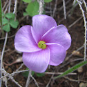 oxalis eckloniana