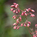 Coral Bells