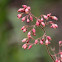 Coral Bells