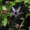 Star Gentian