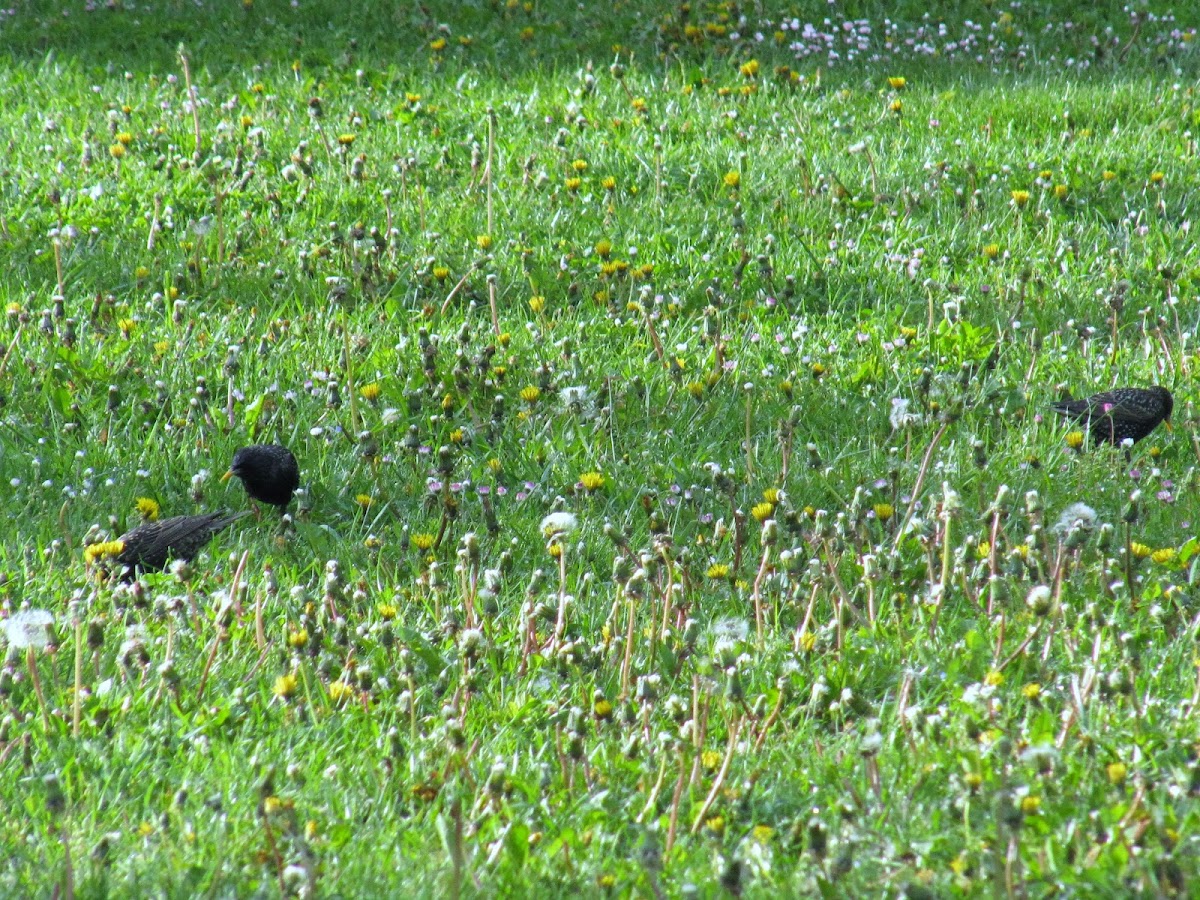 Starling