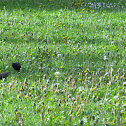 Starling