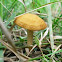 Mushrooms