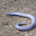 Giant Lance Skink