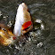 Redfish