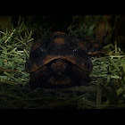 Red footed turtle