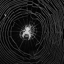 Spider (Ragno)