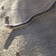 Common Garter Snake