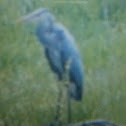 Great Blue Heron