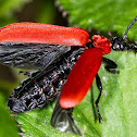 Cardinal Beetle