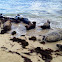 Harbor seal