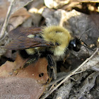 Bumble Bee Queen