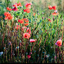 Red Poppy